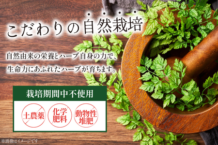 青森 CONSE ハーブティー 飲み比べセット（ハーブティー５種類） 【ふるさと納税 人気 おすすめ ランキング ハーブ ハーブティ アップルティ レモンハーブ ミント ブランド 認定品 青森県 おい