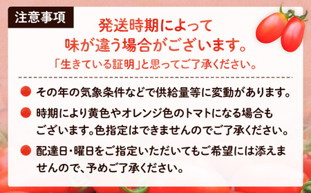 ＜化粧箱入／ギフト向け＞亜熱帯トマト「野生の証明」 - トマト 奄美大島産 ギフト向け フルーツトマト ミニトマト 野生の証明 甘い プレゼント 1.5kg 野菜 ギフト 化粧箱入り おやつ おつまみ