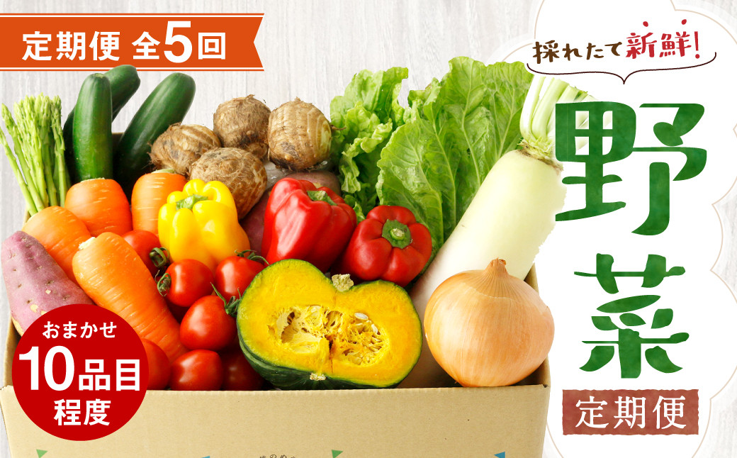 【定期便5回】 野菜 定期便 10品程度 熊本県 菊池市産  やさい メロンドーム《お申し込みの翌月から出荷》