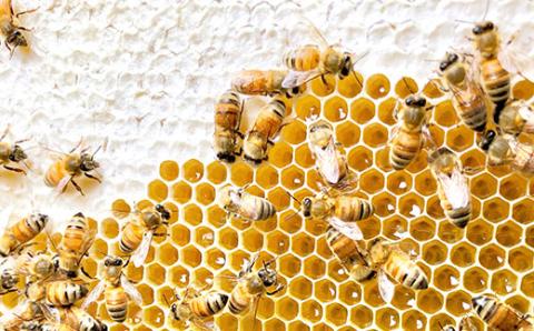 EY06_季節で移ろう田舎はちみつボトル3種セット[ピタッとボトルB3] 【茨城県共通返礼品／五霞町】 生ハチミツ 非加熱 茨城県産 ※着日指定不可