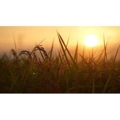 ふるさと納税 能美市 【毎月定期便】コシヒカリ米4.5kg精米　全6回 |  | 01