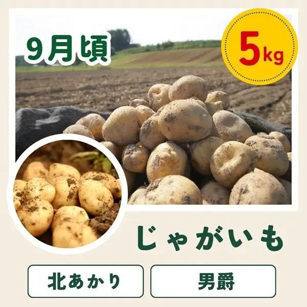定期便 4回 美瑛野菜 【先行予約】 野菜