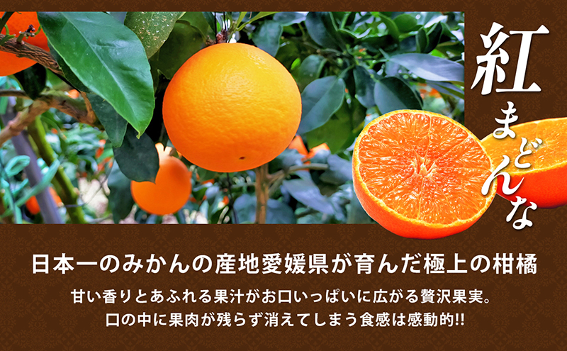 【数量限定 先行予約】愛媛県産 紅まどんな2.7kg[50R0986]【高島屋選定品】青秀 M～３Lサイズ（10～16玉）12月上旬頃～順次発送 ＜ギフト 正規品 甘い みかん フルーツ＞[No.53