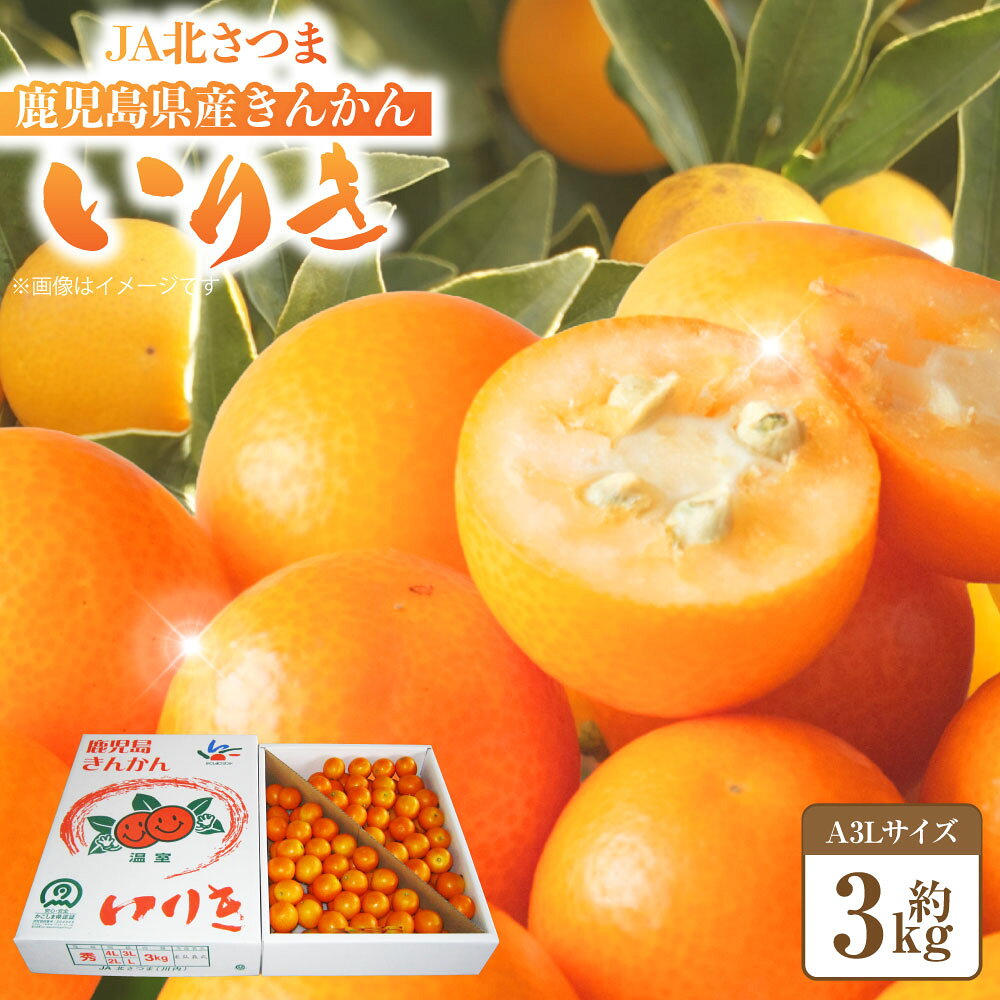【ふるさと納税】 JA北さつまの鹿児島県産きんかん【いりき】（A3Lサイズ・約3kg 平箱入） 金柑 フルーツ 果物 キンカン いりき 果実 くだもの デザート 入来きんかん 完熟きんかん 完熟金柑 鹿児島県 薩摩川内市 送料無料 【2027年1月上旬から1月下旬発送予定】 BS-0122