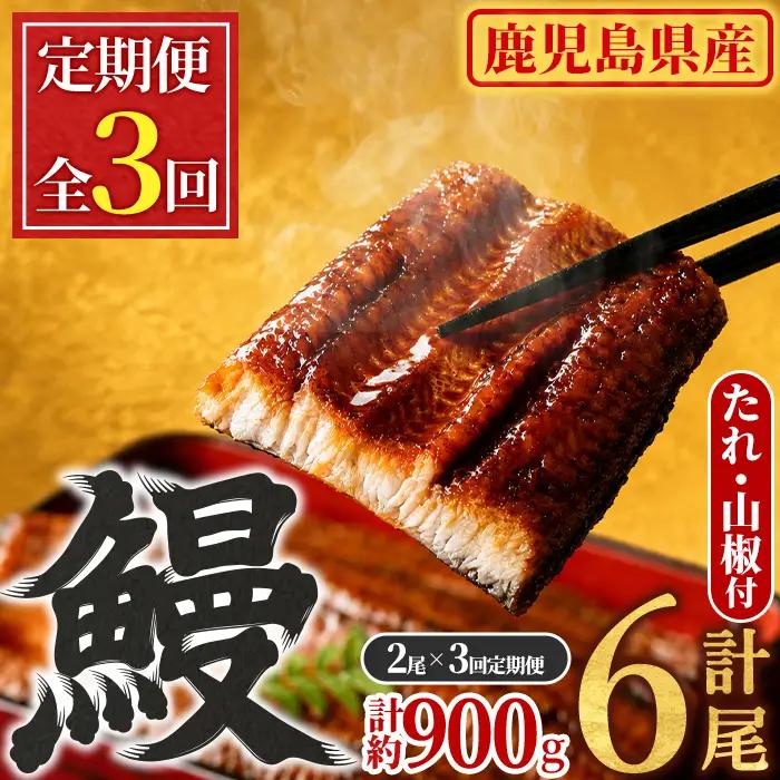 ＜定期便・全3回＞東串良町 うなぎ 蒲焼 (無頭)(2尾・計約300g・タレ、山椒付×3回) 高級 ウナギ 鰻 国産 たれ 鹿児島 ふるさと 人気【アクアおおすみ】【0304303b】