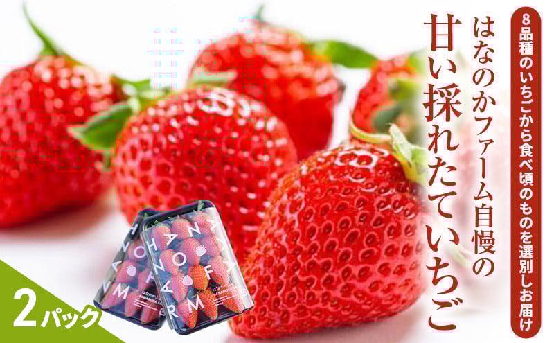 
                  【予約販売】当園自慢の甘い採れたていちご2パック｜予約いちご 予約苺 甘いいちご 甘い苺 採れたていちご 採れたて苺 いちご2パック 苺2パック 2パックいちご 2パック苺 いちご予約 苺予約 いちご甘い 苺甘い いちごイチゴ イチゴ いちご 苺 予約 甘い 採れたて 新鮮 国産 産地直送　※2026年2月上旬～4月下旬頃に順次発送予定　※離島への配送不可 [№5787-0835]
                