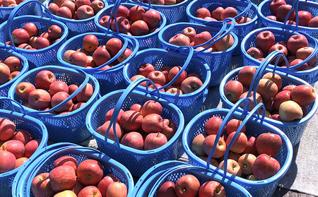 長野市産りんご「サンフジ」約3kg　ご家庭用(7～12玉入り)※配送不可地域あり 果物類 林檎 リンゴ ギフト ふじ 