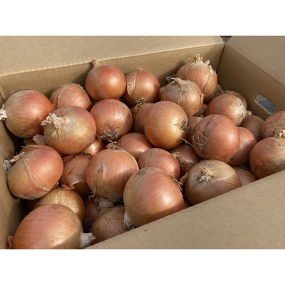 
                  ＜2026年発送　先行受付＞玉ねぎ　1箱(20kg)_ 玉ねぎ たまねぎ 野菜 やさい 北海道 富良野 人気 おすすめ 送料無料 産地直送 お取り寄せ しゃきしゃき ポトフ 前多農場 【1308643】
                