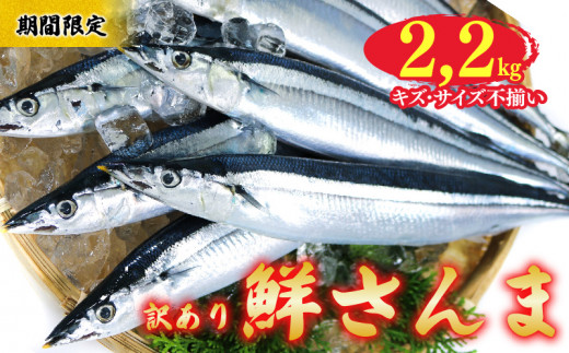 【期間限定】 訳あり 鮮さんま 約2.2kg 冷蔵 サンマ 秋刀魚 旬 海鮮 魚貝類 魚介類 産地直送 新鮮さんま 魚 焼き魚 三陸さんま 岩手 さんま 大船渡市