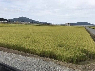 R8年産 新米予約 【5ヶ月定期便】 ひとめぼれ白米 10kg×5ヶ月お届け ひとめぼれ