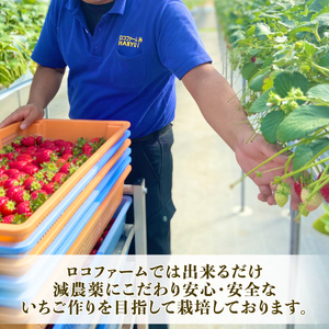 【予約】 あまりん べにたま 希少いちご 食べ比べ セット 500g いちご 苺 ロコファーム 埼玉県