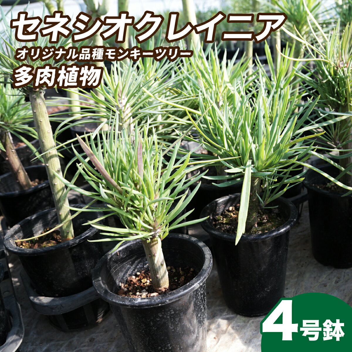 【ふるさと納税】観葉植物 4号鉢 セネシオクレイニア（モンキーツリー）｜ 植物 観葉植物 多肉植物 モンキーツリー 鑑賞用 緑 自然 インテリア リビング 室内 幸せ 丈夫 プレゼント お祝い 引っ越し祝い 新築祝い ハッピー グリーンギフト 茨城県 常陸太田市