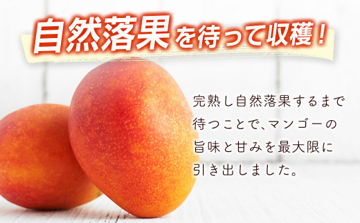 【7月29日終了】宮崎県西都市産完熟マンゴー2L×2個 西都市特産品 ＜1.2-39＞宮崎完熟マンゴー 果物 フルーツ 甘い