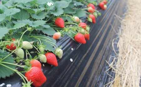 【東吾妻町産】いちご やよいひめ 約250g×2パック 果物 ストロベリー フルーツ デザート 甘味が強い 酸味まろやか 国産 直送 産地直送 おやつ 口当たりが良い 