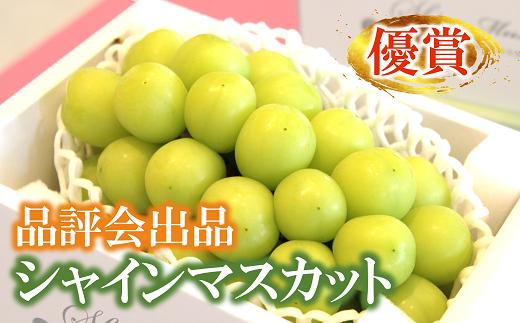 
            品評会出品 【優賞】 シャインマスカット 1房 (約750g以上) 限定2名 《令和7年9月20日一斉発送》 『JA山形おきたま』 南陽市農業祭 大粒ぶどう品評会 山形県 南陽市 [1626]
          