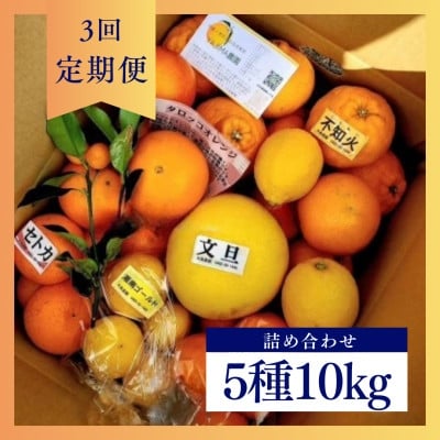 
            ＜発送月固定定期便＞1～3月季節の柑橘詰め合わせ10kg(3回定期便)毎月違う楽しい柑橘Box全3回【4072436】
          
