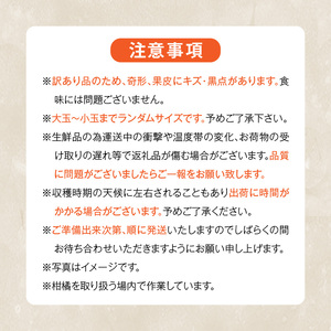 MK1049_【2025年先行予約】訳あり それでも みかん 箱込 7.5kg ( 内容量 6.8kg ) サイズミックス Ｂ品 有田みかん 和歌山県産 産地直送 家庭用【みかんの会】
