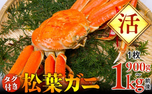 【活】タグ付き松葉ガニ　特大1枚（900g～1kg前後）【着日指定不可】※2025年11月上旬～2026年3月下旬頃に順次発送予定《かに カニ 蟹》|蟹 かに 松葉ガニ 松葉蟹 鳥取県産 北栄町 おすすめ 人気