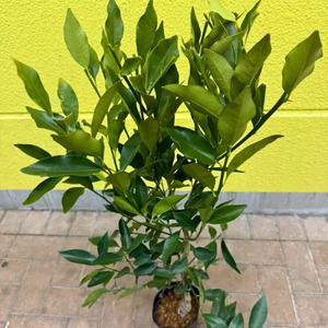 【先行予約】 種なしキンカン 苗木 ぷちまる 金柑 1年生 4.5号 ロングポット 果樹苗 家庭菜園 植物 果物 くだもの 2025年10月より発送 オンライン決済限定 静岡県 藤枝市