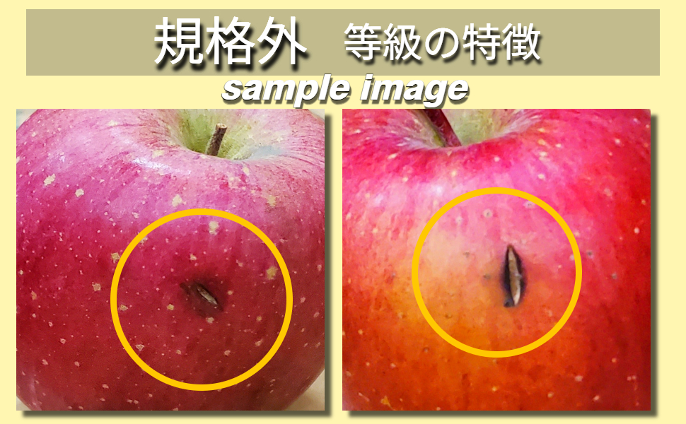 【2026年6月上旬発送】【規格外】 りんご 有袋ふじ 約2kg スマートフレッシュ™貯蔵 または CA貯蔵 【クール便】 青森県産