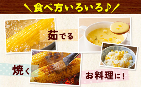 とうもろこし白い恵味約8kg朝採れ《6月下旬-7月下旬頃出荷》トウモロコシ野菜