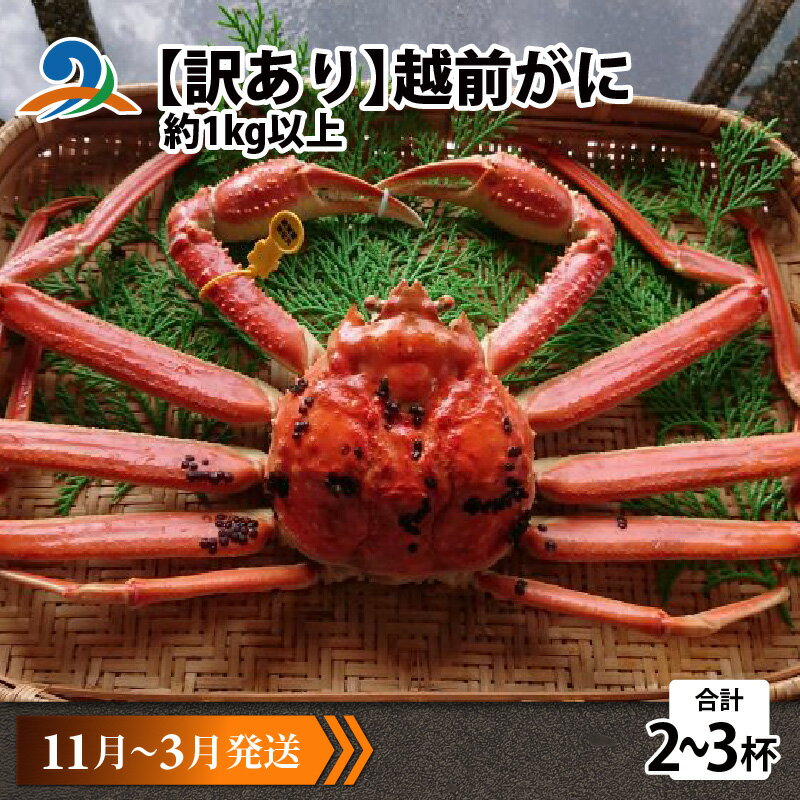 【ふるさと納税】【先行予約】【訳あり】 越前がに 合計1kg以上（2～3杯）【11月～3月発送】 / 雄 ズワイガニ ずわいがに ズワイ蟹 越前ガニ ボイル 冷蔵 ご自宅用 カニ しゃぶしゃぶ 海鮮 カニすき カニ鍋 カニしゃぶ かに 国産南越前町 送料無料