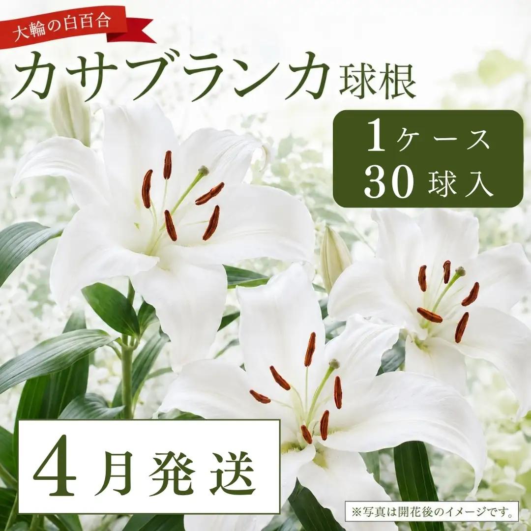 【4月発送】カサブランカ球根 計30個 (30個入×1ケース) | 津南町 カサブランカ