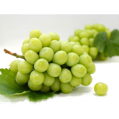 ふるさと納税 高松市 【発送月固定定期便】高松市自慢のぶどう【G】全3回