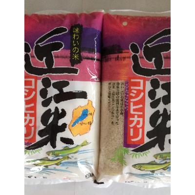 ふるさと納税 近江八幡市 【令和8年産】近江米こしひかり　精米　5kg×2袋