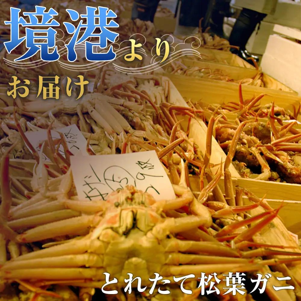タグ付き 蒸し松葉蟹×1枚（1.2kg前後）【鳥取県 境港市】