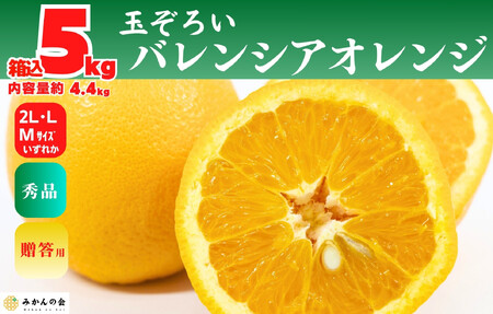 バレンシアオレンジ 国産 玉ぞろい 秀品 箱込 5kg (内容量 4.4kg ) 2L L M サイズのいずれか 和歌山県産 産地直送【みかんの会】