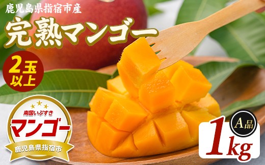 【2026年発送】鹿児島県指宿産 完熟マンゴー 約1kg (室屋植物園/IB163-001) 贈答用 完熟 フルーツ 果物 果実 デザート スイーツ 南国 化粧箱入