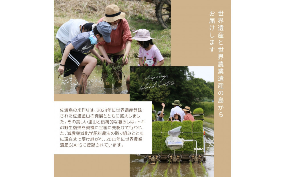 令和7年産コシヒカリ　精米（無洗米）10kg　農家直送　佐渡市いのまた米