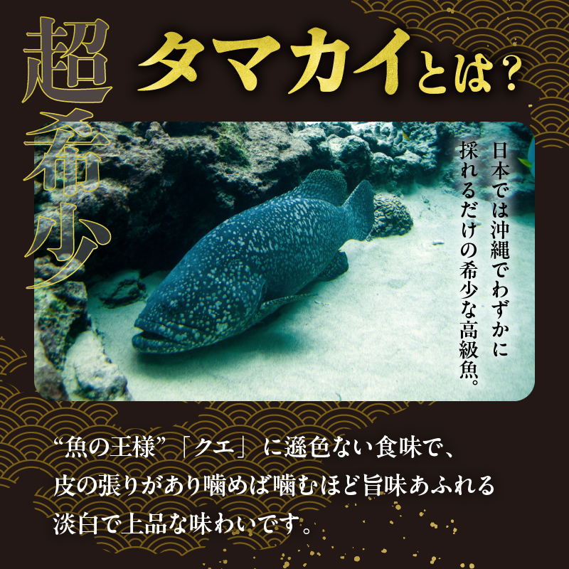 都農町産「つのタマカイ(鍋用・ぶつ切り)2～3人前」計500g_T012-001【魚 魚介 養殖 希少 国産 人気 ギフト 食品 おかず 魚貝 加工品 お土産 贈り物 送料無料 プレゼント】