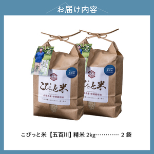 【先行予約】【令和8年度新米】こぴっと米【五百川】4kg 1等特別栽培米100％ [h020]