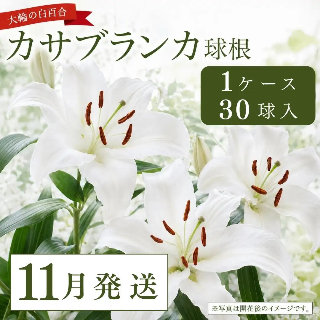 【11月発送】カサブランカ球根 計30個 (30個入×1ケース) | 津南町 カサブランカ