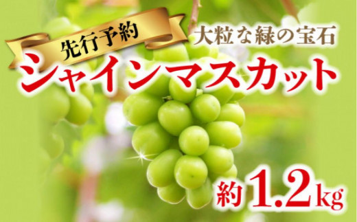 【8月中旬頃～発送】シャインマスカット 約1.2kg (2房～3房)