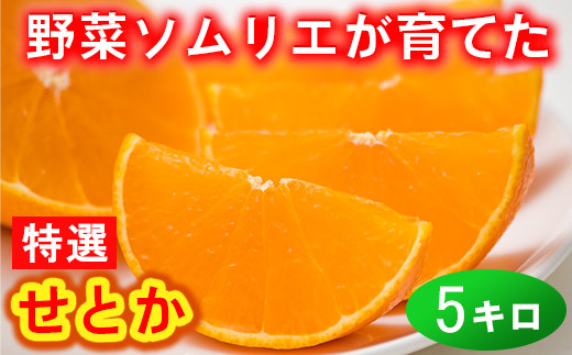 
            野菜ソムリエ石児さんの「特選 せとか 5kg（2.5kg×2箱）」  ミカン みかん 蜜柑 柑橘 5kg 柑橘類 せとか フルーツ 2月 3月 先行予約 ＜103-016_5＞
          