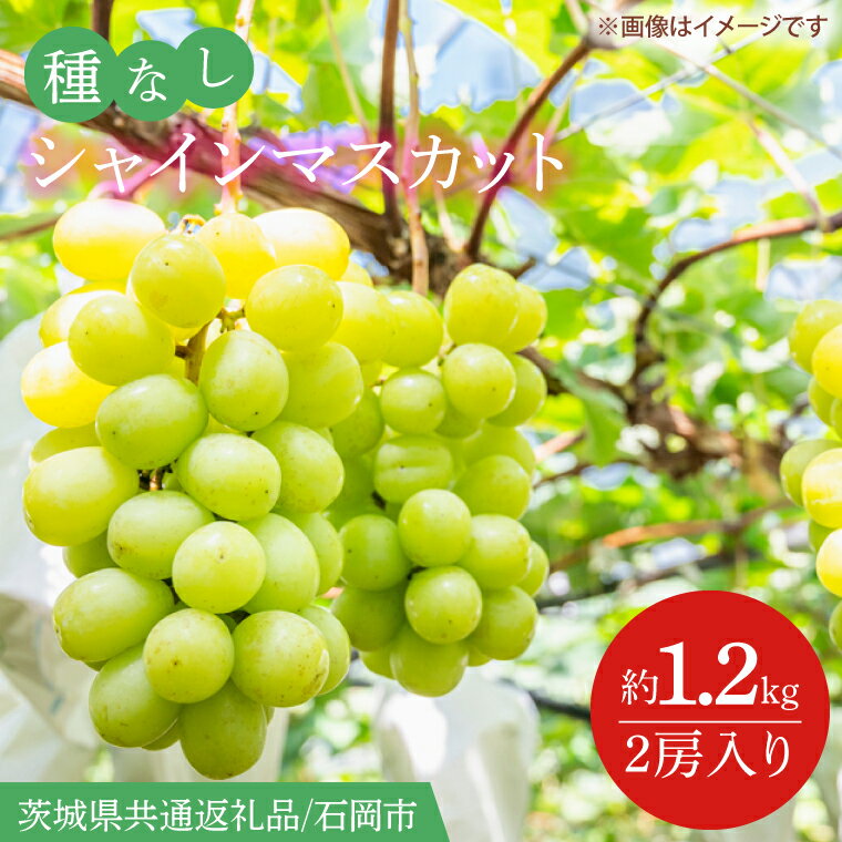 【ふるさと納税】【2026年9月より順次発送】シャインマスカット 約1.2kg（2房）（茨城県共通返礼品/石岡市）葡萄 ぶどう マスカット フルーツ 果物 くだもの 茨城県 水戸市(IT-14)