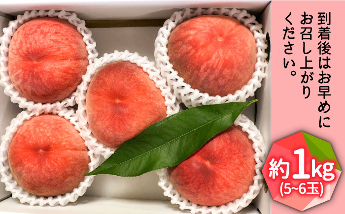 【2024年6月〜発送】どちらが届くかはお楽しみ！温室桃 約1kg / 日川白鳳 or ももか / 桃 もも フルーツ 果物 / 南島原市 / 川田農園 [SAP002]