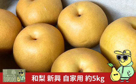 先行予約 和梨 新興 自家用 約5kg 令和7年度 [三条ファームWIN] 【010S841】