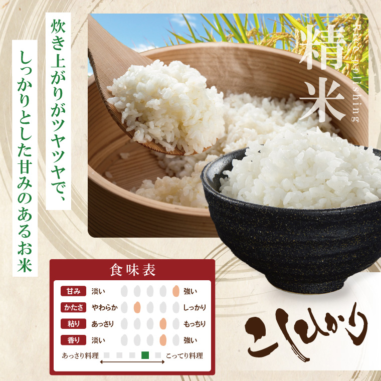 【数量限定】R7年産取手市産コシヒカリ 精米10kg（5kg×2袋）|お米 米 こしひかり コシヒカリ 新米 白米 茨城県 取手市（BS002）