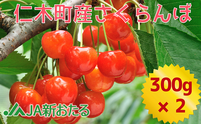 北海道 仁木町産 生産者厳選品 7月旬 さくらんぼ 600g （300g×2） サクランボ チェリー フルーツ 果物 果物類 ギフト 仁木町 仁木 [JA新おたる]