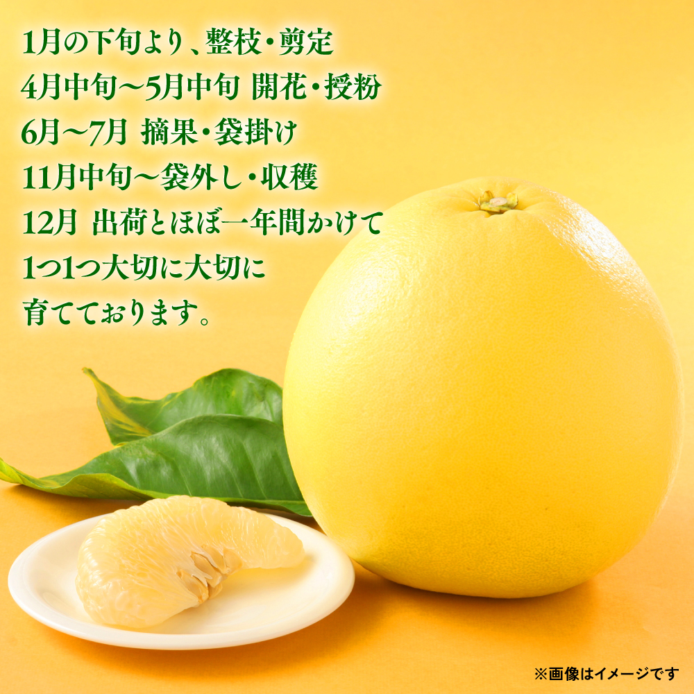 八代特産 晩白柚（ばんぺいゆ）2Lサイズ(約2kg)×4玉～5玉 柑橘 果物 フルーツ 熊本県産 ばんぺいゆ フルーツ 柑橘 特産品_イメージ3