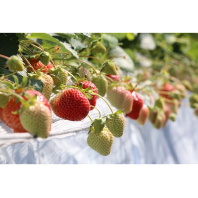 プレミアム あまおう EX(化粧箱入り)約400g×1パック(宇美町)【配送不可地域：離島】