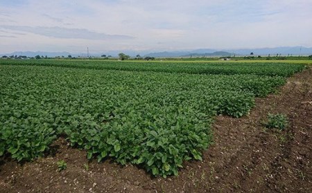 【先行予約】 令和8年産 枝豆 上杉まめ 2kg ( 250g × 8袋 ) 1箱 品種おまかせ 2026年8月上旬～下旬頃 お届け予定