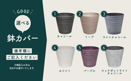 観葉植物 ドラセナコンパクタ8号（約H75cm～90cm）鉢カバーセット / 秦野 神奈川 
