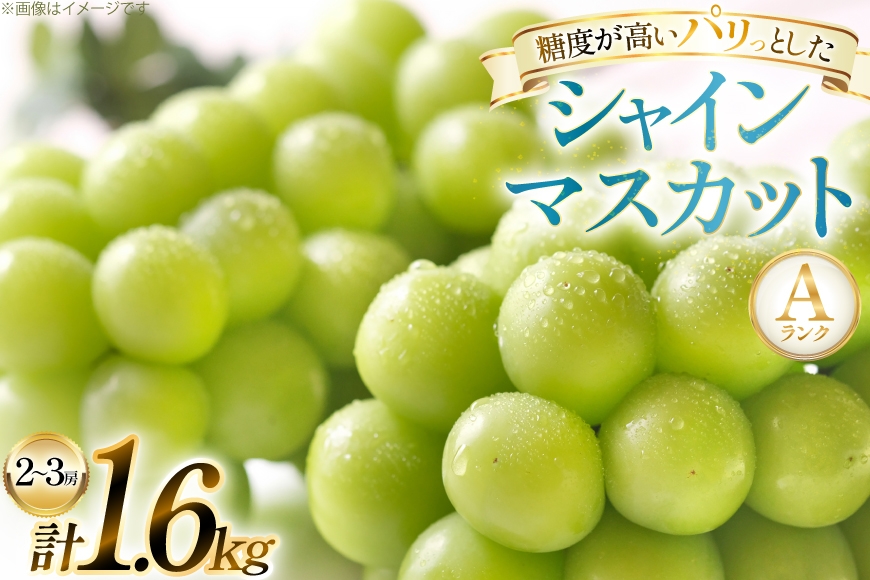 《先行予約》2024年 山形県 高畠町産 シャインマスカット 1.6kg( 2～3房) 2024年10月中旬から順次発送