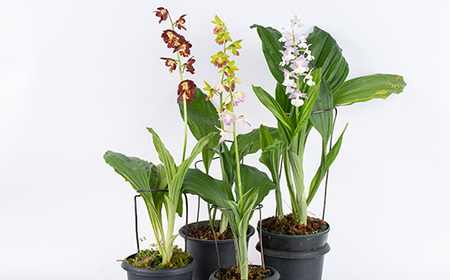 【個数限定】寿峰苑特選えびね蘭　店主おすすめ標準Dコース（4本～5本） 鹿児島 冠岳 で育った 蘭 時期により 花 苗 鉢入りでお届け！ 【00-045-04】