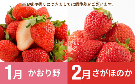 【R8年1月以降発送】【全7回定期便】赤いちご4種と佐賀牛のセット / いちご 牛肉 [IZZ028]